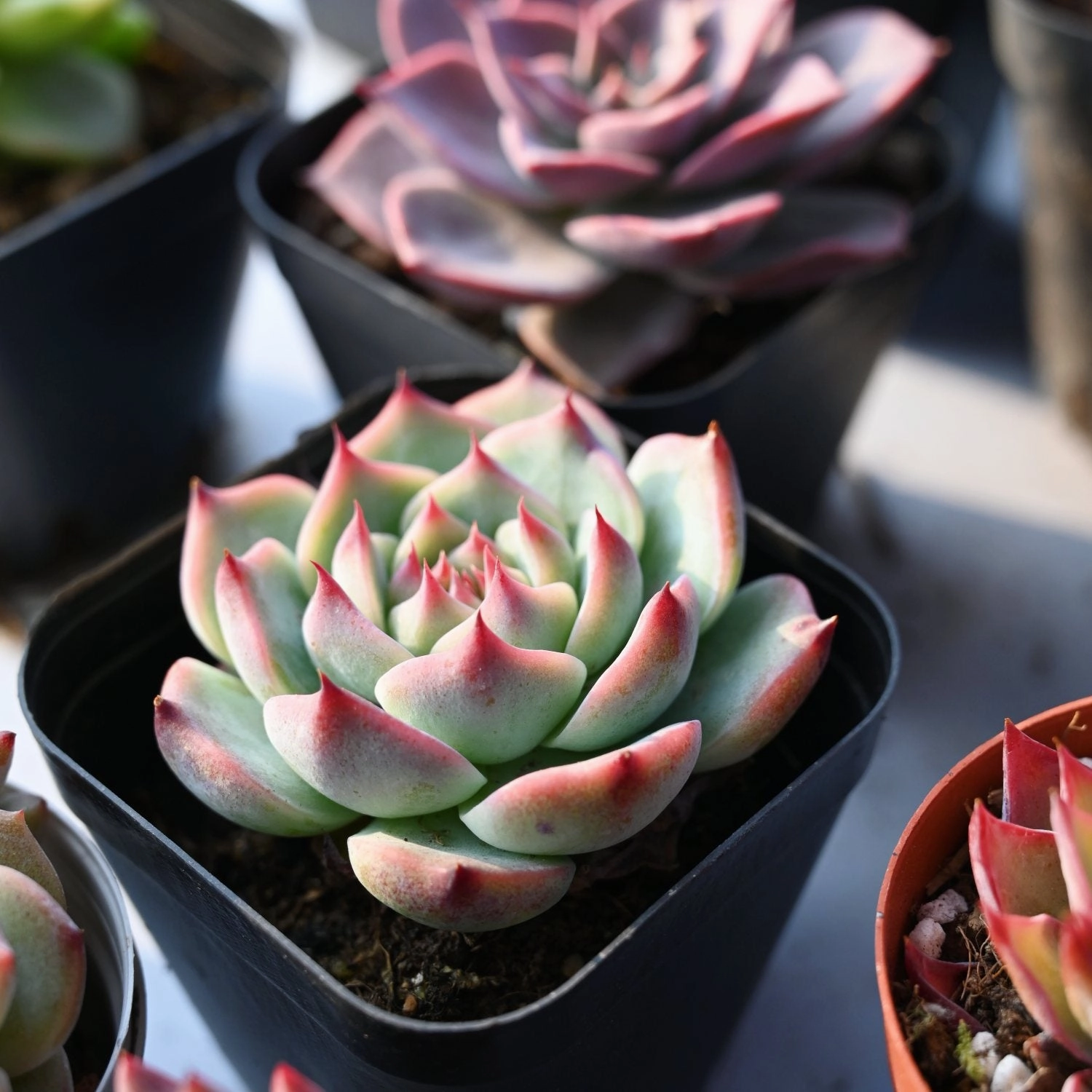 Echeveria 'Chihuahuaensis'
