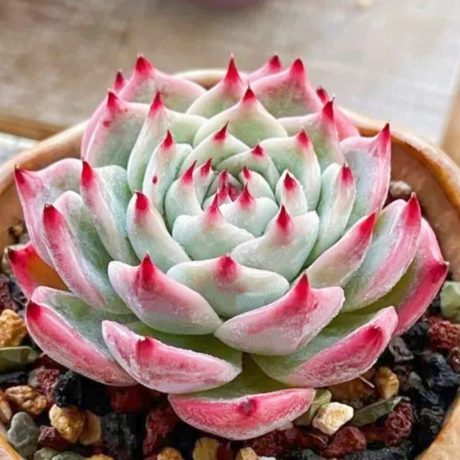 Echeveria 'Chihuahuaensis'