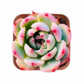 Echeveria 'Chihuahuaensis' mini ornamental plant  