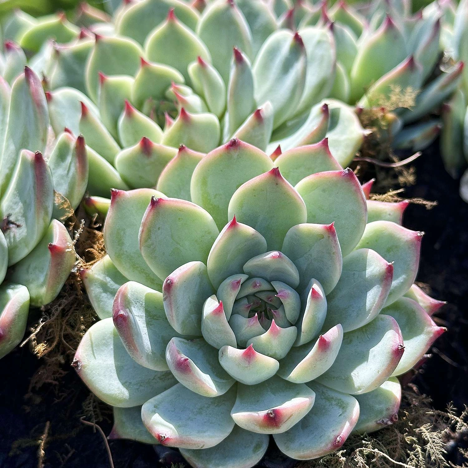 Echeveria 'Chihuahuaensis'