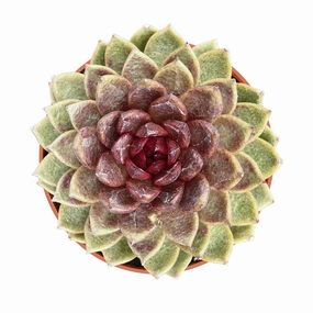 Echeveria 'Chocolate Mousse' (4 inch) mini ornamental plant  
