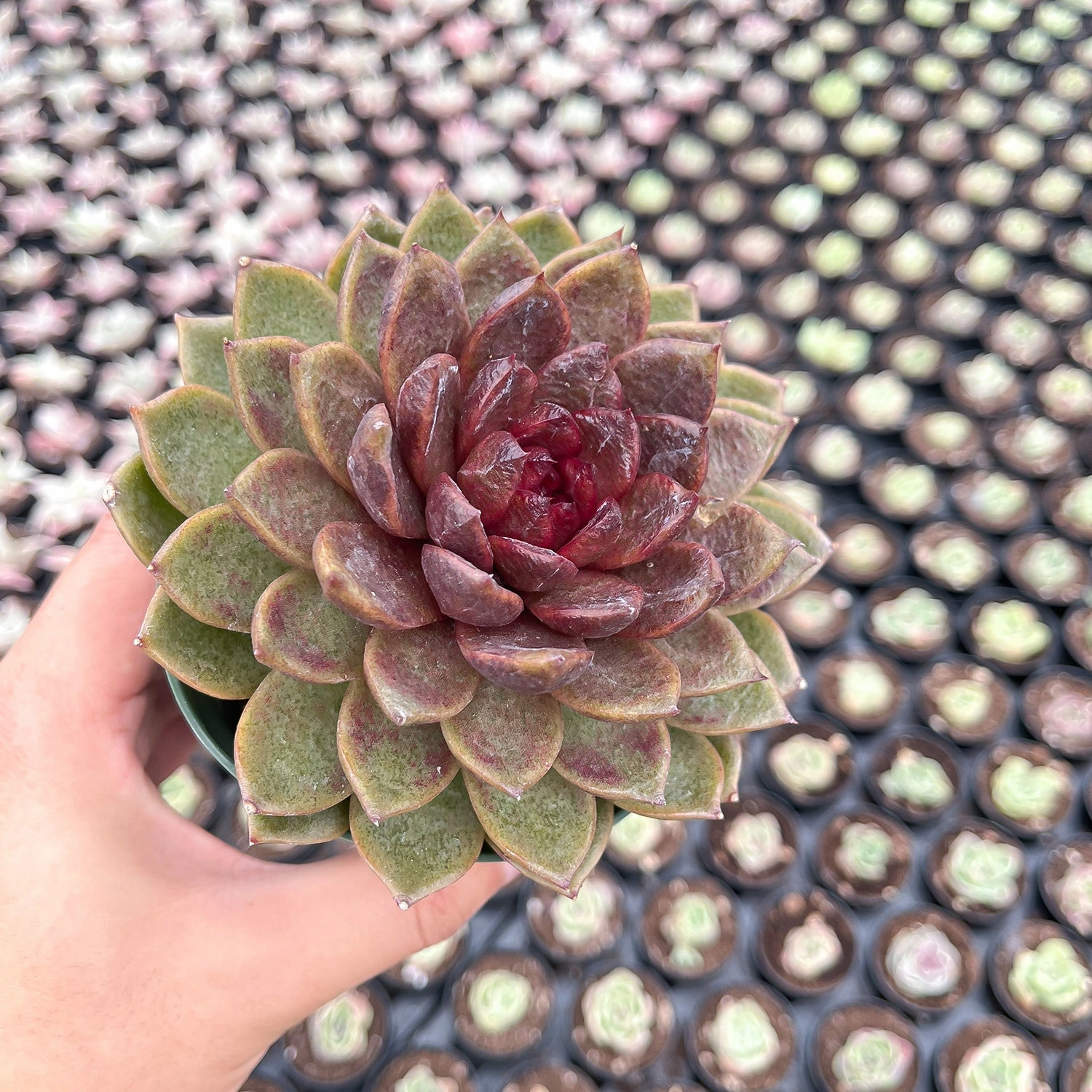 Echeveria 'Chocolate Mousse' (4 inch)