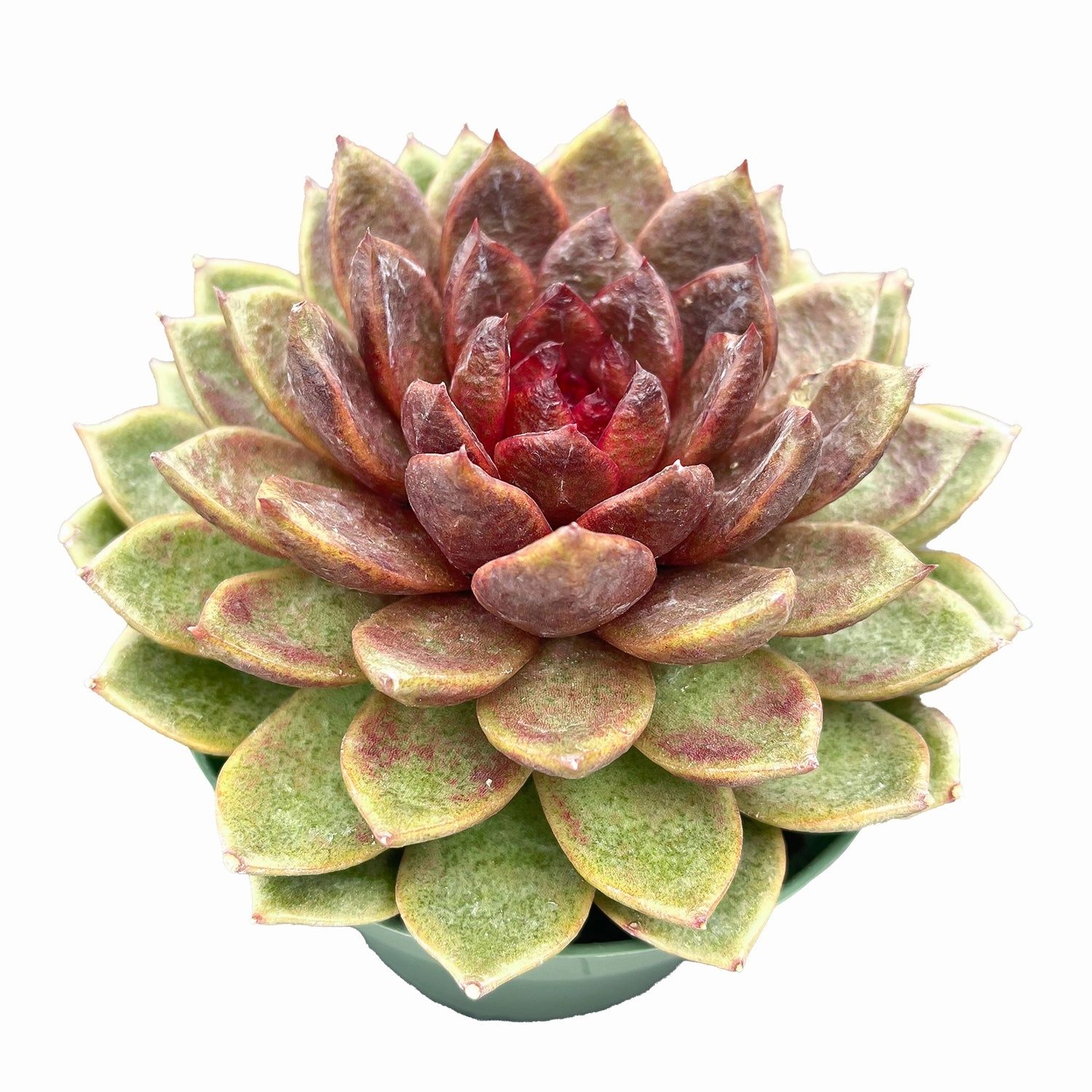Echeveria 'Chocolate Mousse' (4 inch)