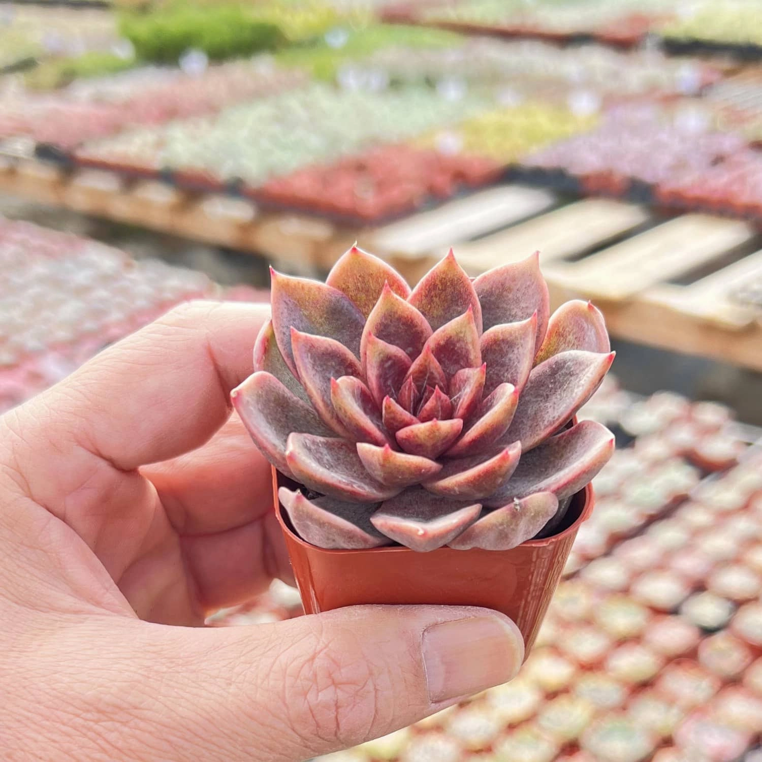 Echeveria 'Chocolate Mousse' (Rare)