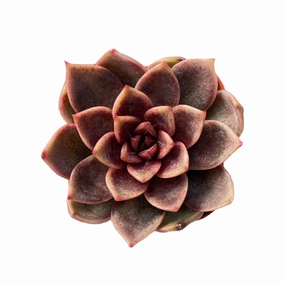 Echeveria 'Chocolate Mousse' (Rare) mini ornamental plant  