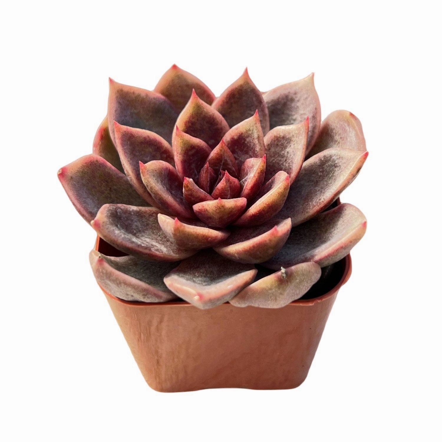 Echeveria 'Chocolate Mousse' (Rare)