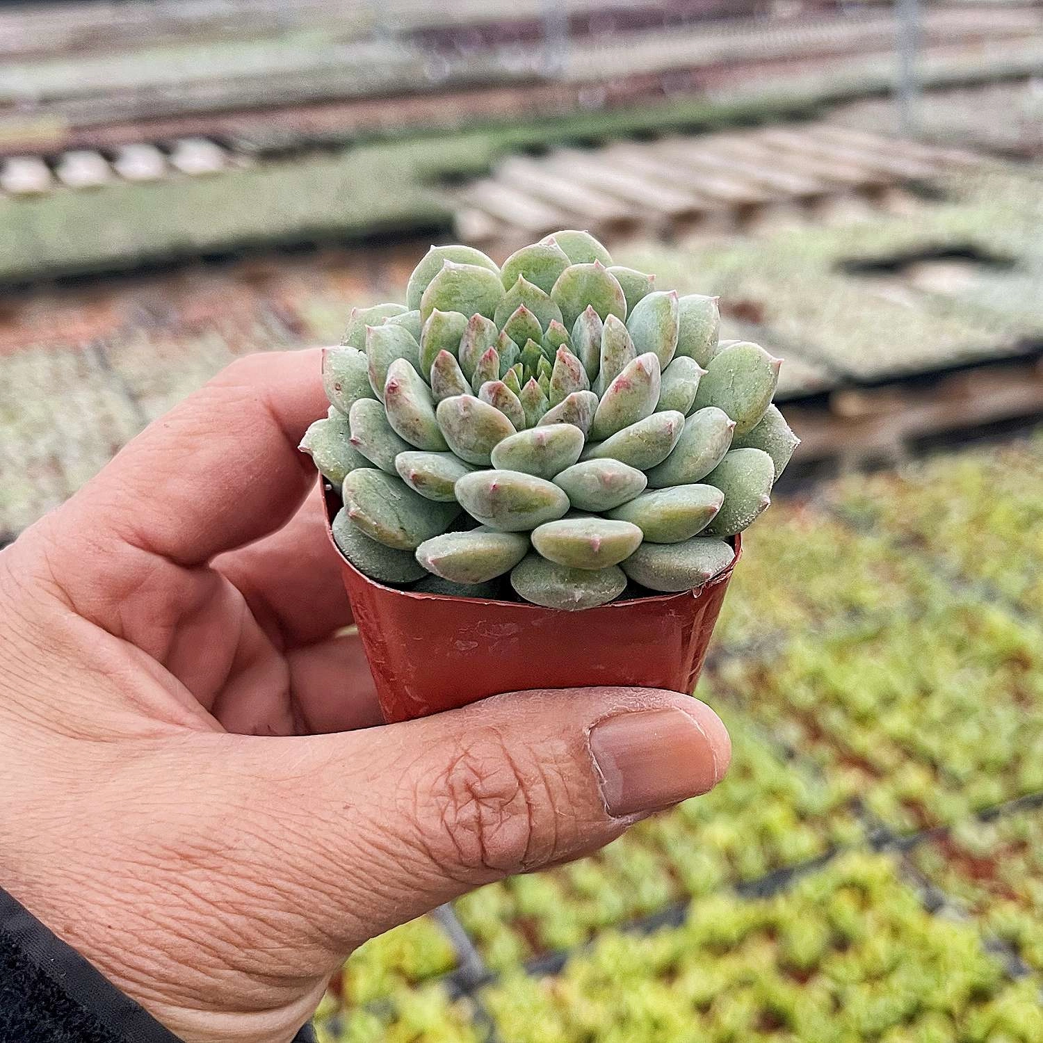 Echeveria 'Chrissy N ryan'