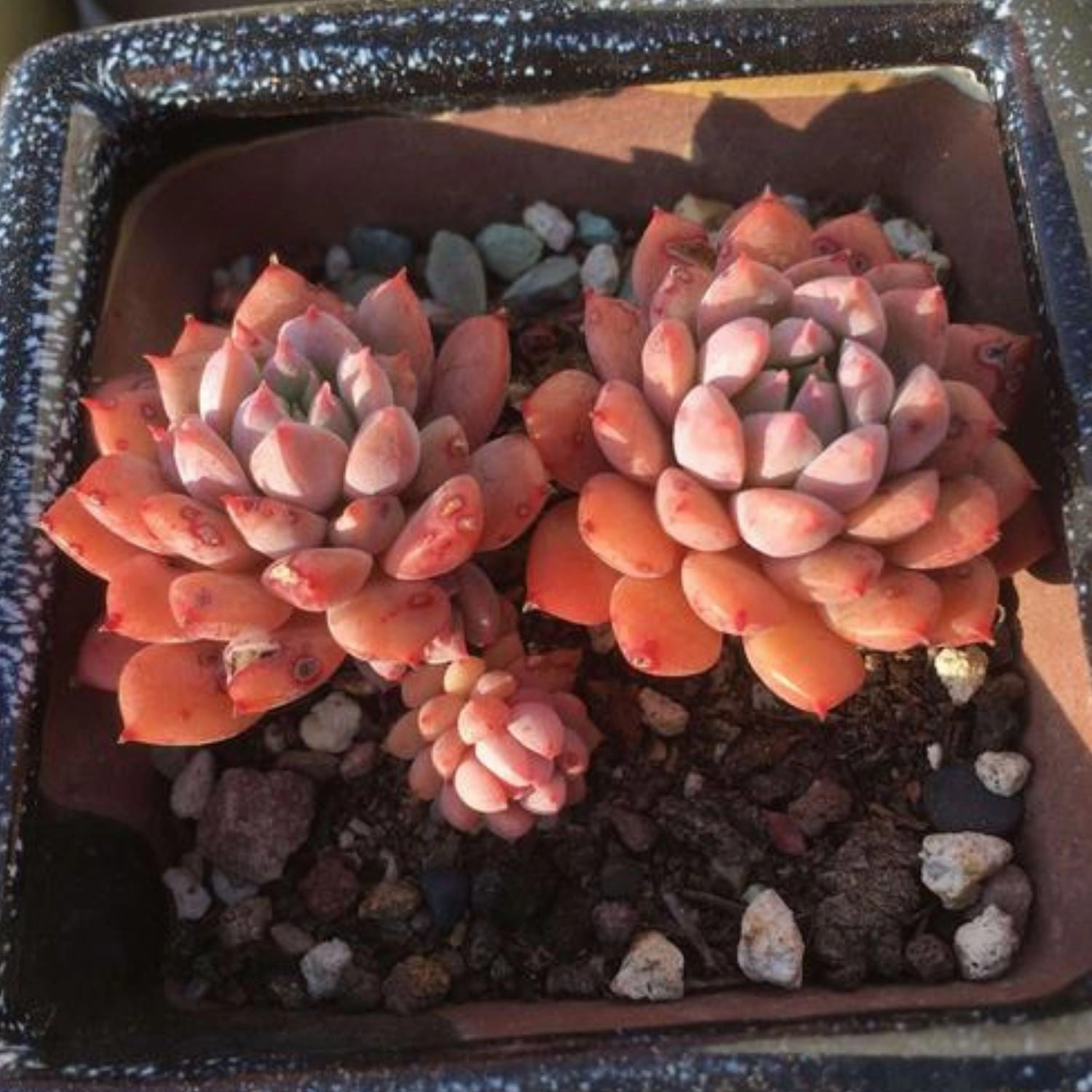 Echeveria 'Chrissy N ryan'