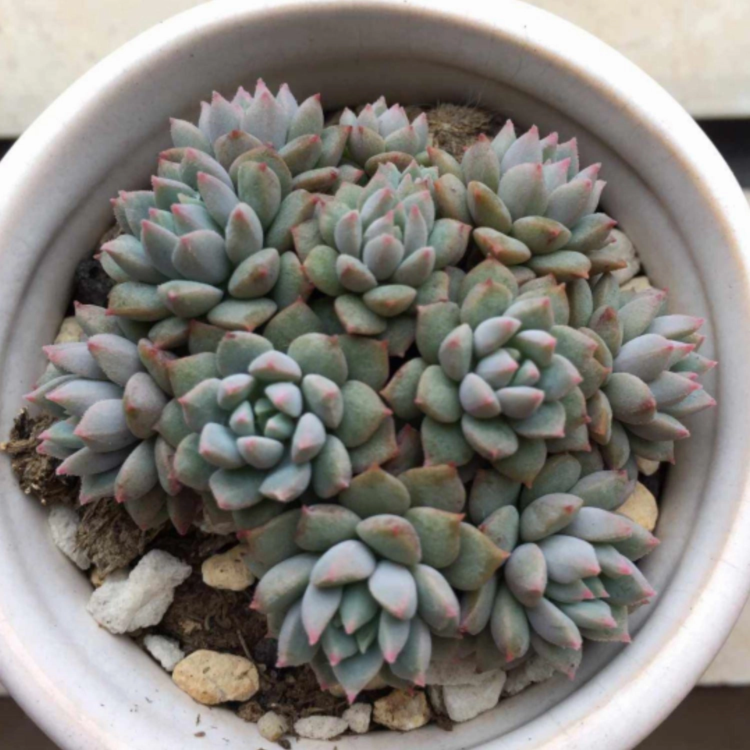 Echeveria 'Chrissy N ryan'