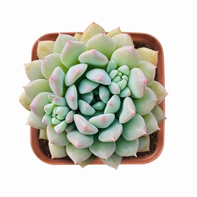 Echeveria 'Chrissy N ryan' mini ornamental plant  