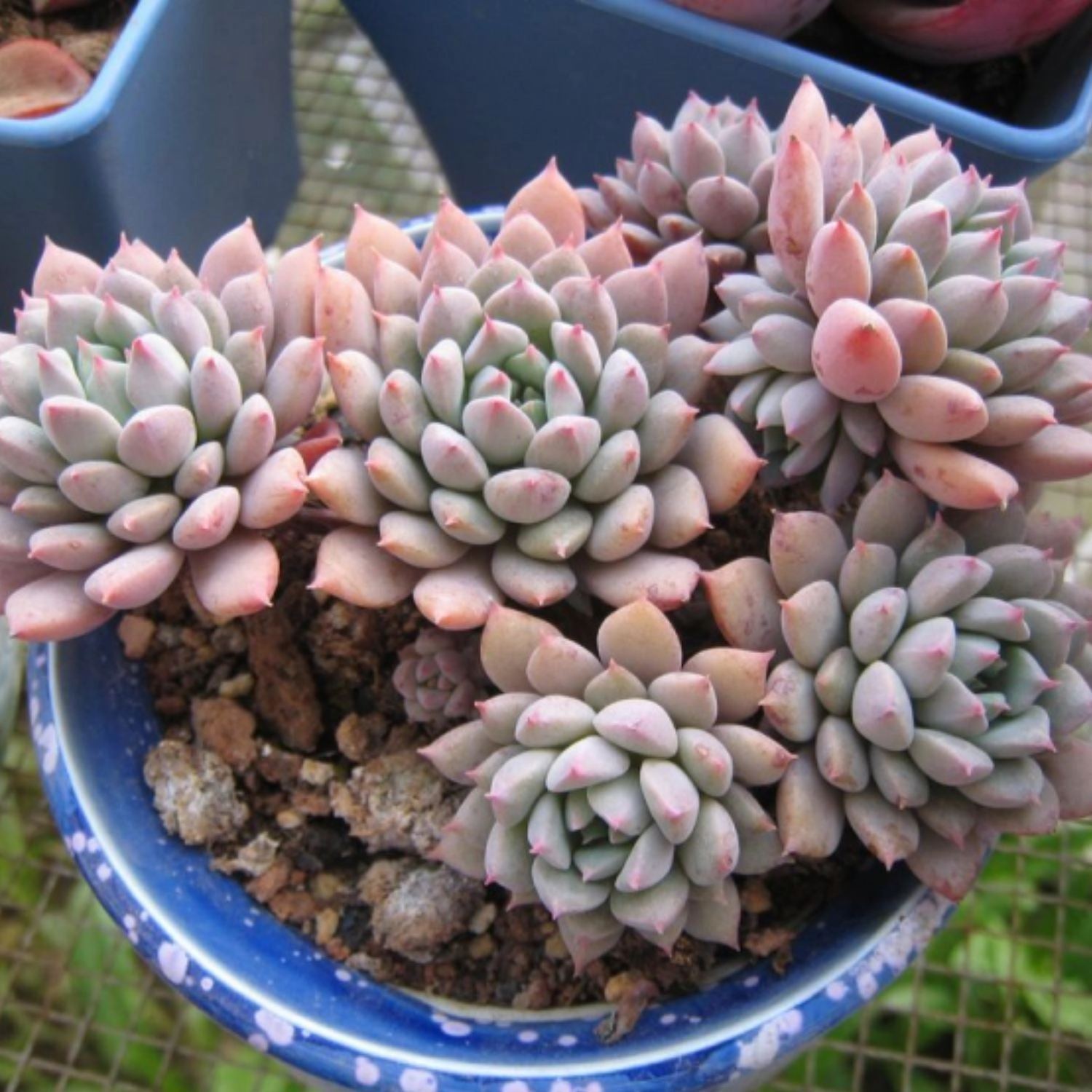 Echeveria 'Chrissy N ryan'