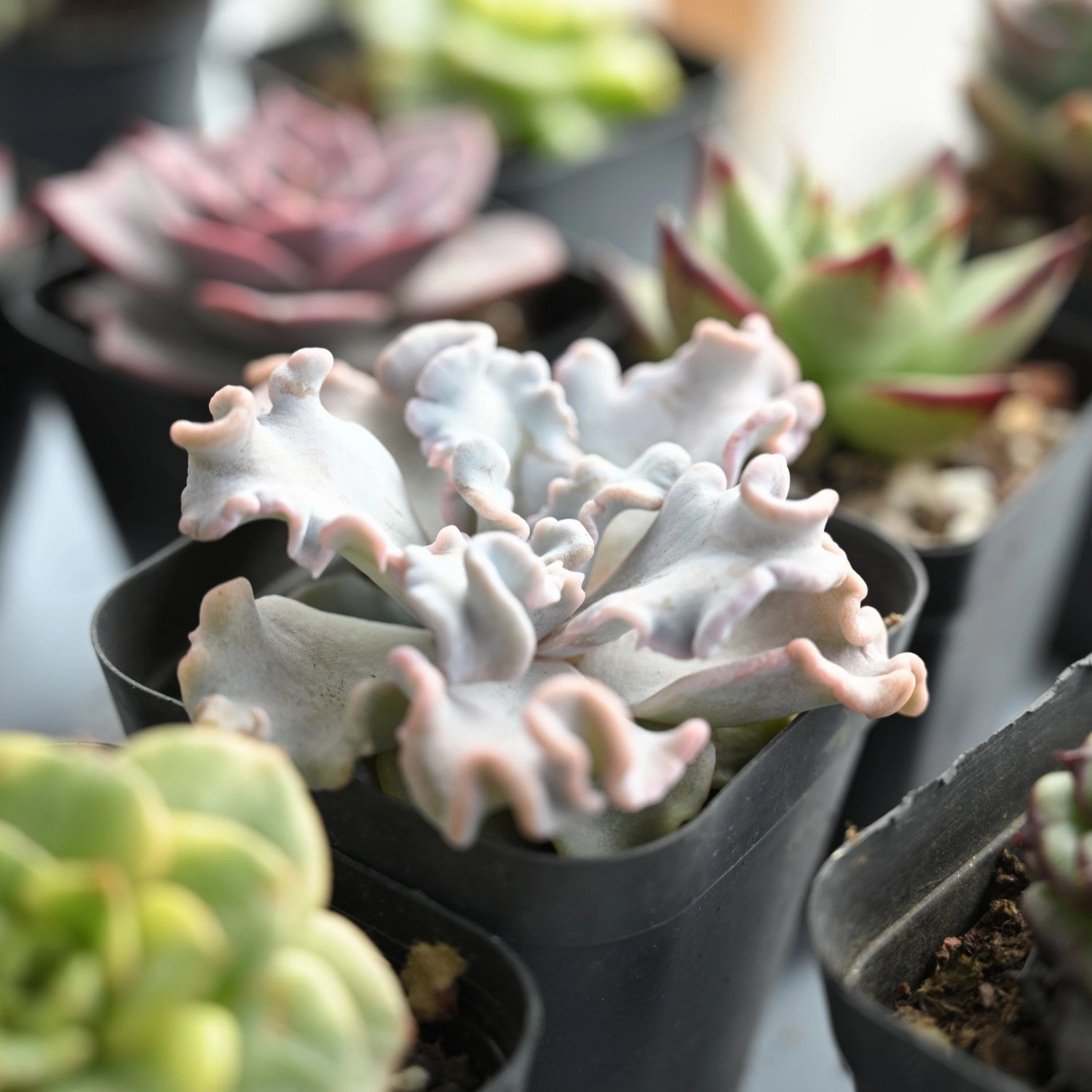 Echeveria 'Crispate Beauty' (Rare)