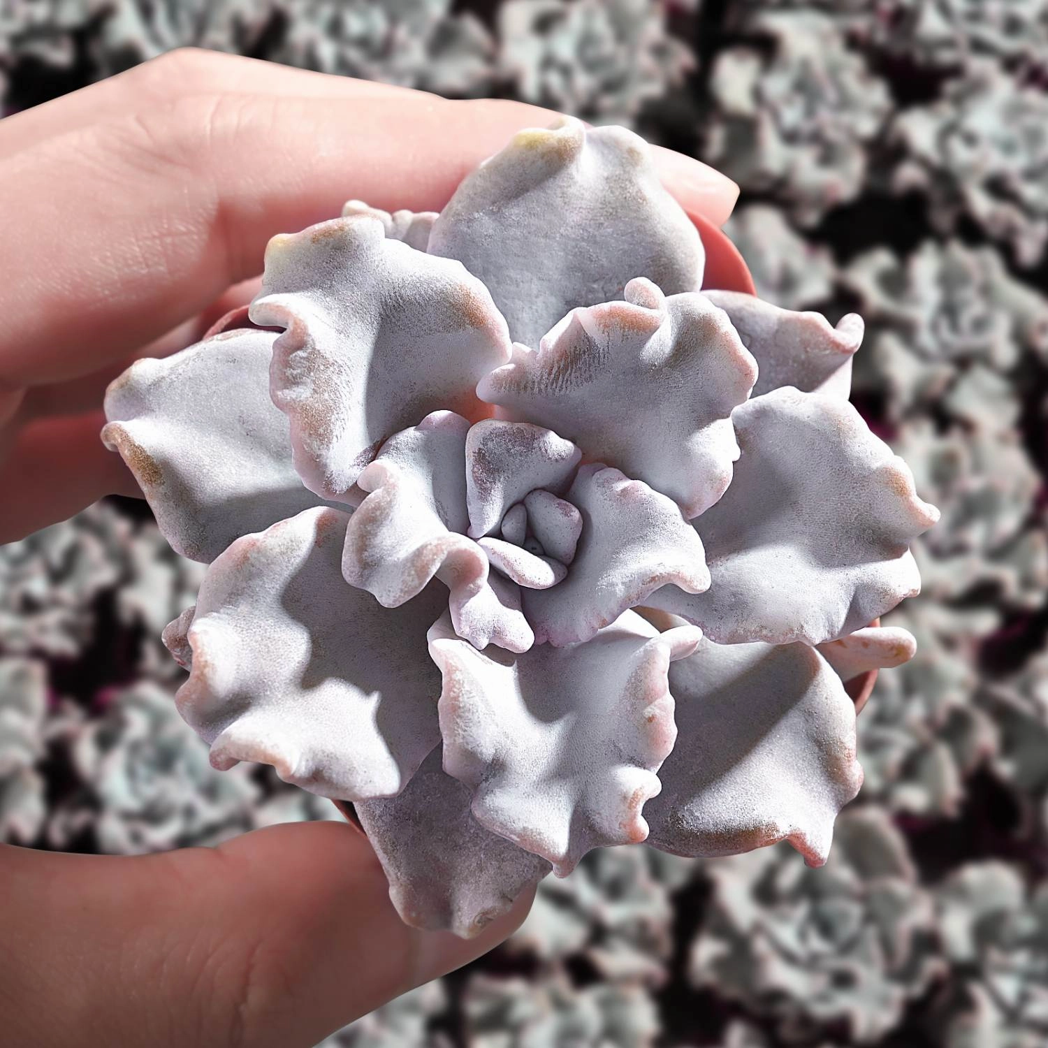 Echeveria 'Crispate Beauty' (Rare)