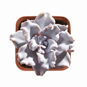 Echeveria 'Crispate Beauty' (Rare) mini ornamental plant  