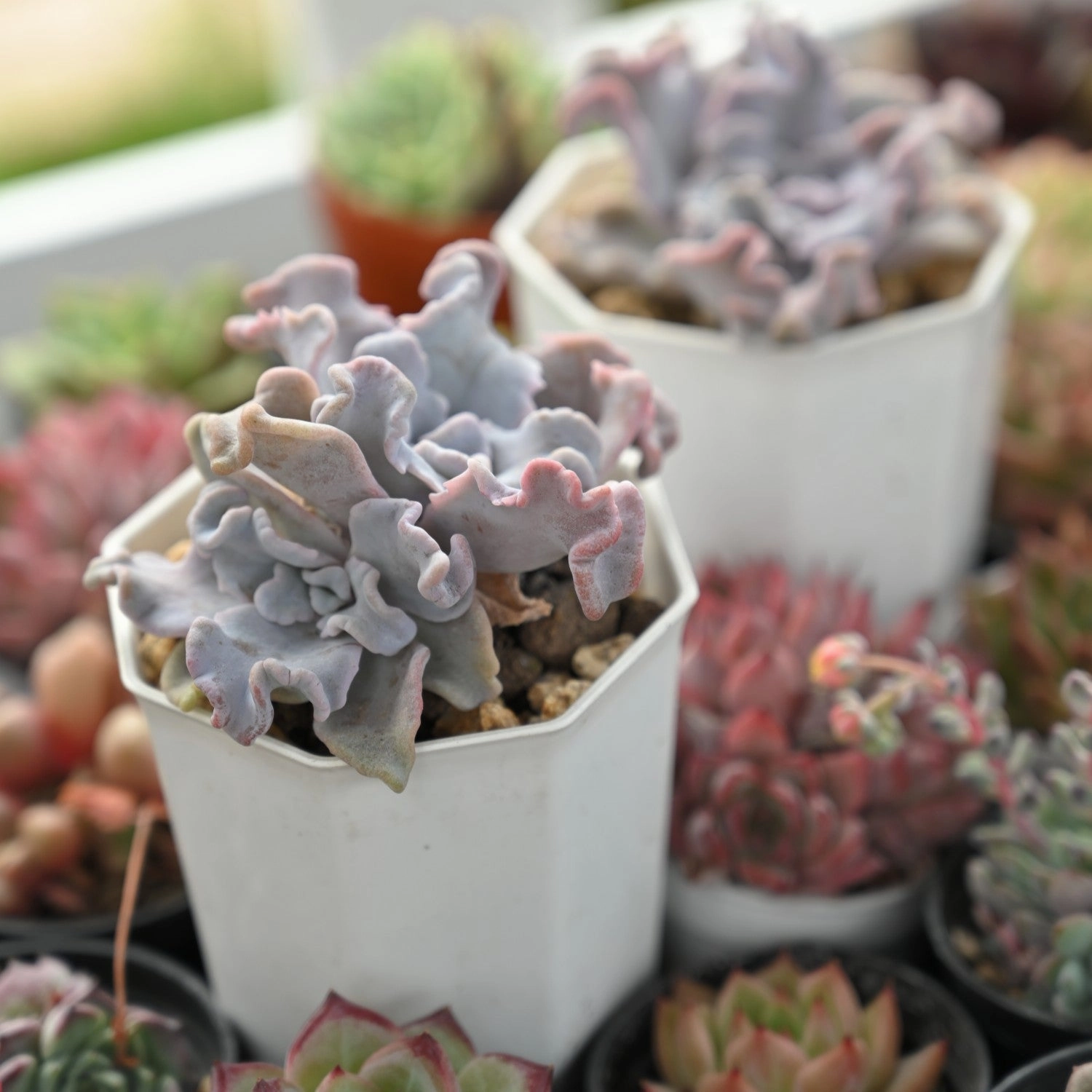 Echeveria 'Crispate Beauty' (Rare)