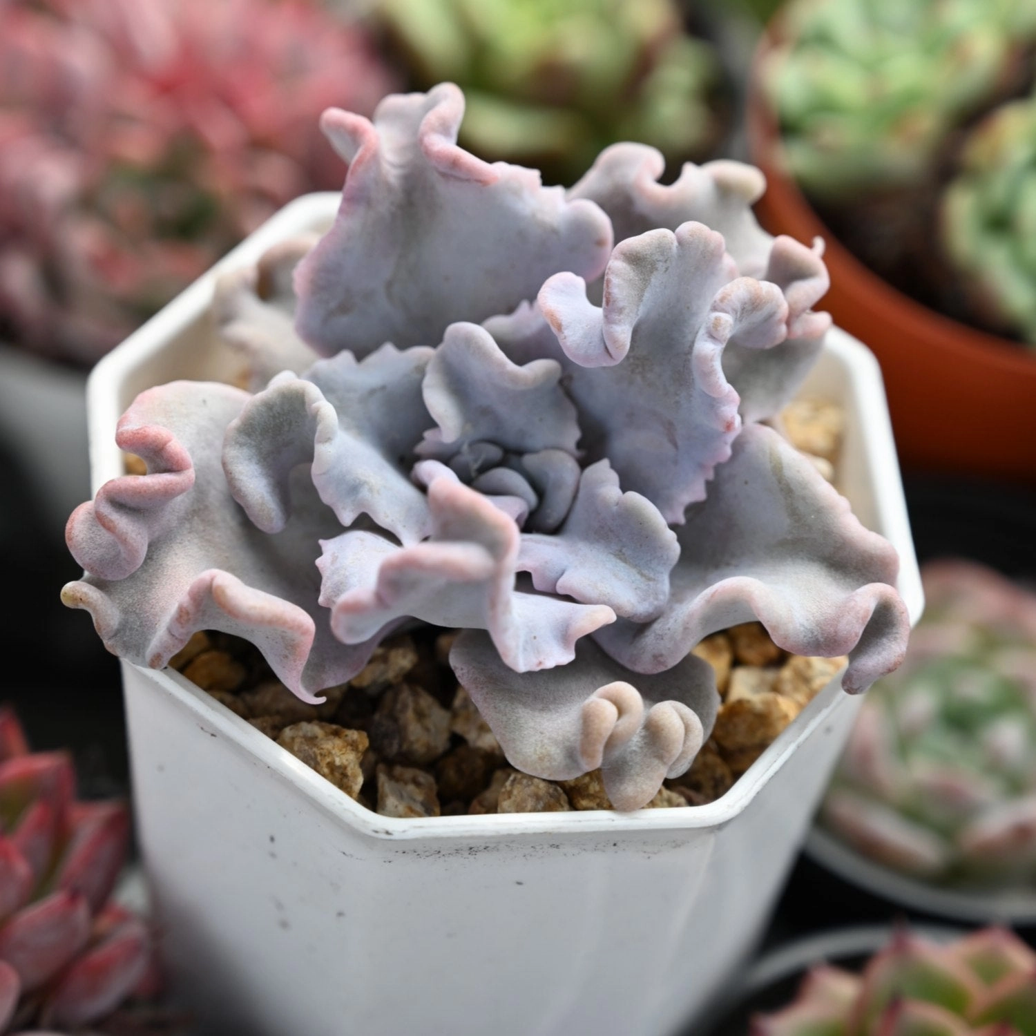 Echeveria 'Crispate Beauty' (Rare)