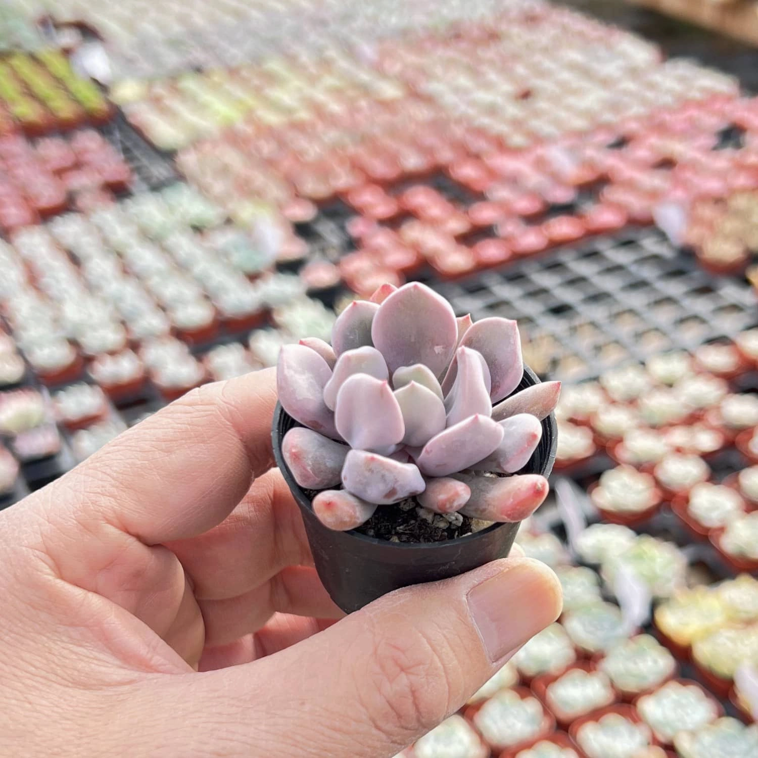 Echeveria 'Cupid' / Graptoveria 'Topsy Debbi'
