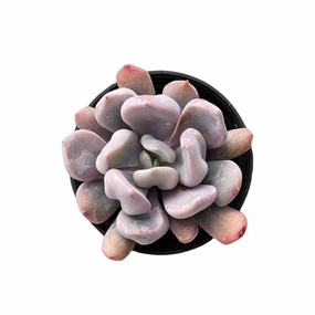 Echeveria 'Cupid' / Graptoveria 'Topsy Debbi' mini ornamental plant  