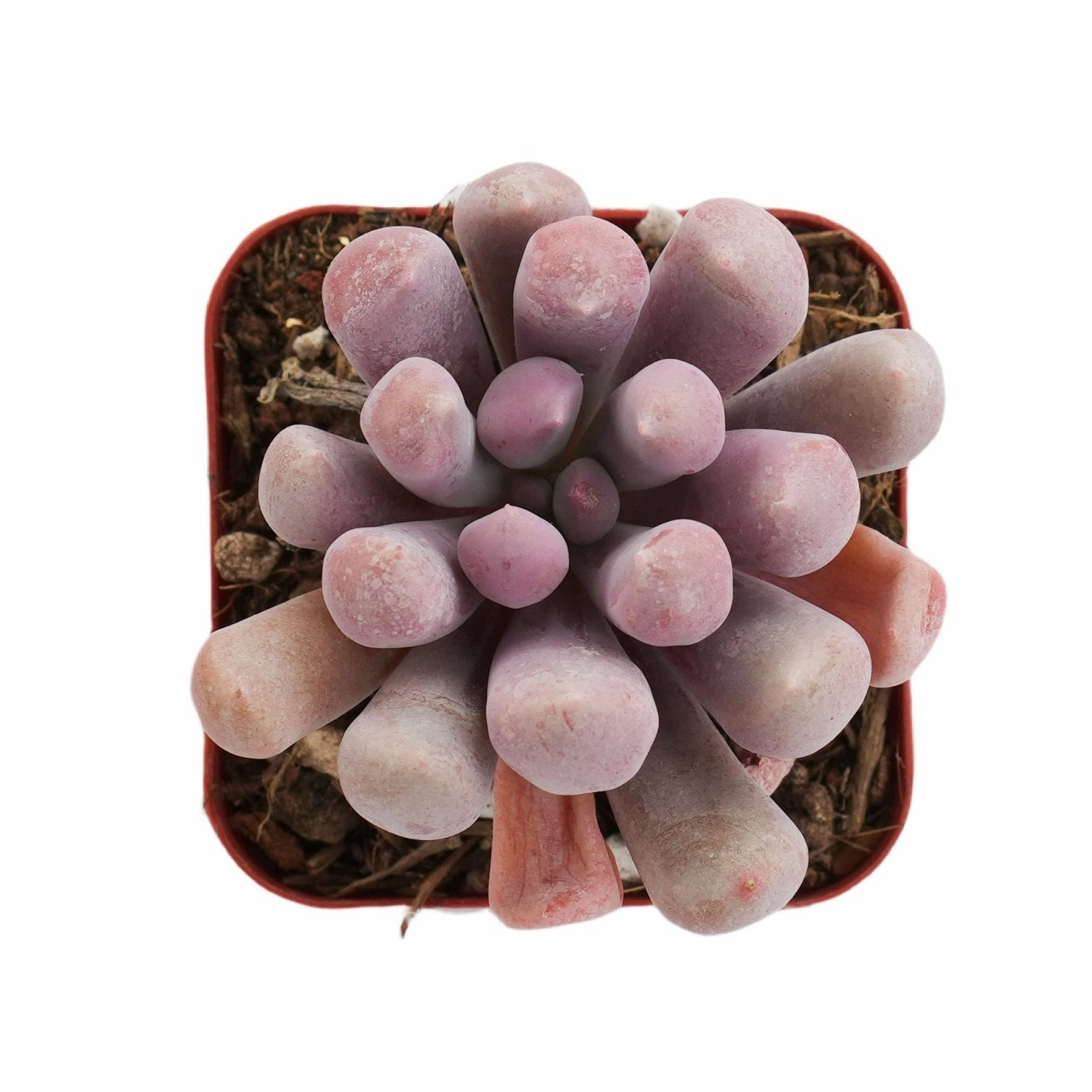 Echeveria 'Cupid' / Graptoveria 'Topsy Debbi'