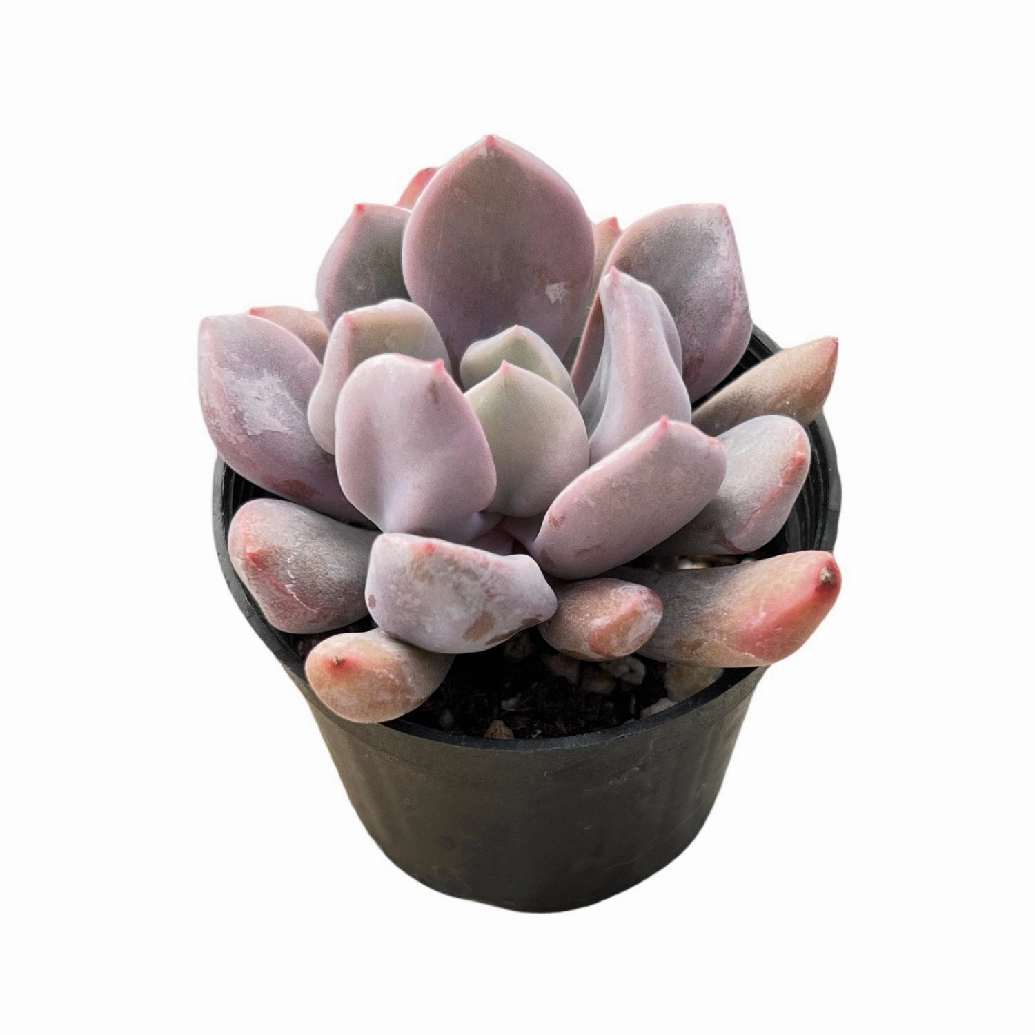 Echeveria 'Cupid' / Graptoveria 'Topsy Debbi'