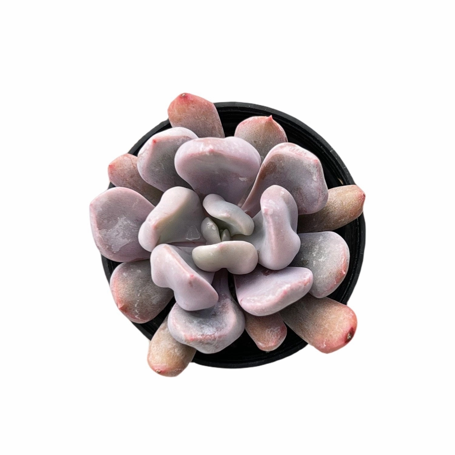 Echeveria 'Cupid' / Graptoveria 'Topsy Debbi' mini ornamental plant  