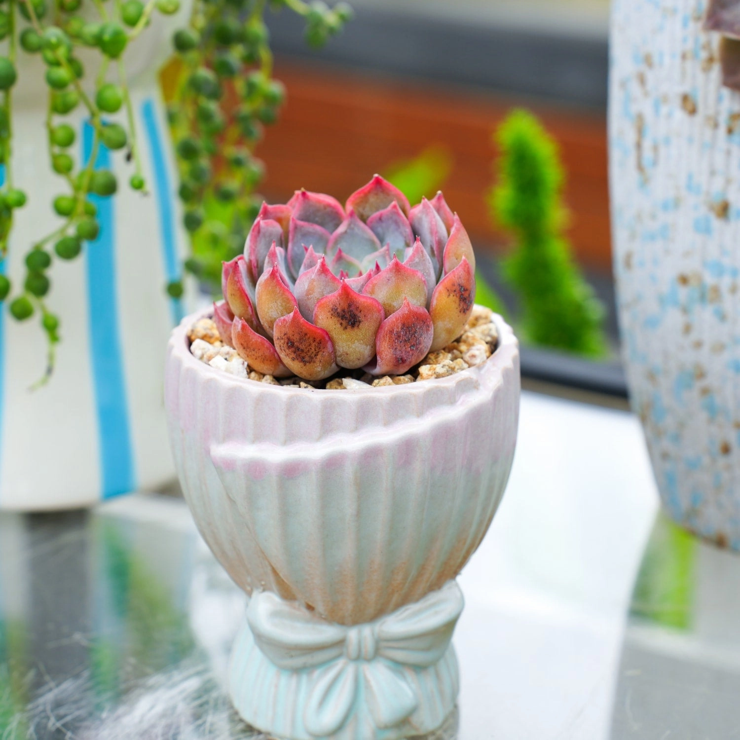 Echeveria 'Dark Ice'