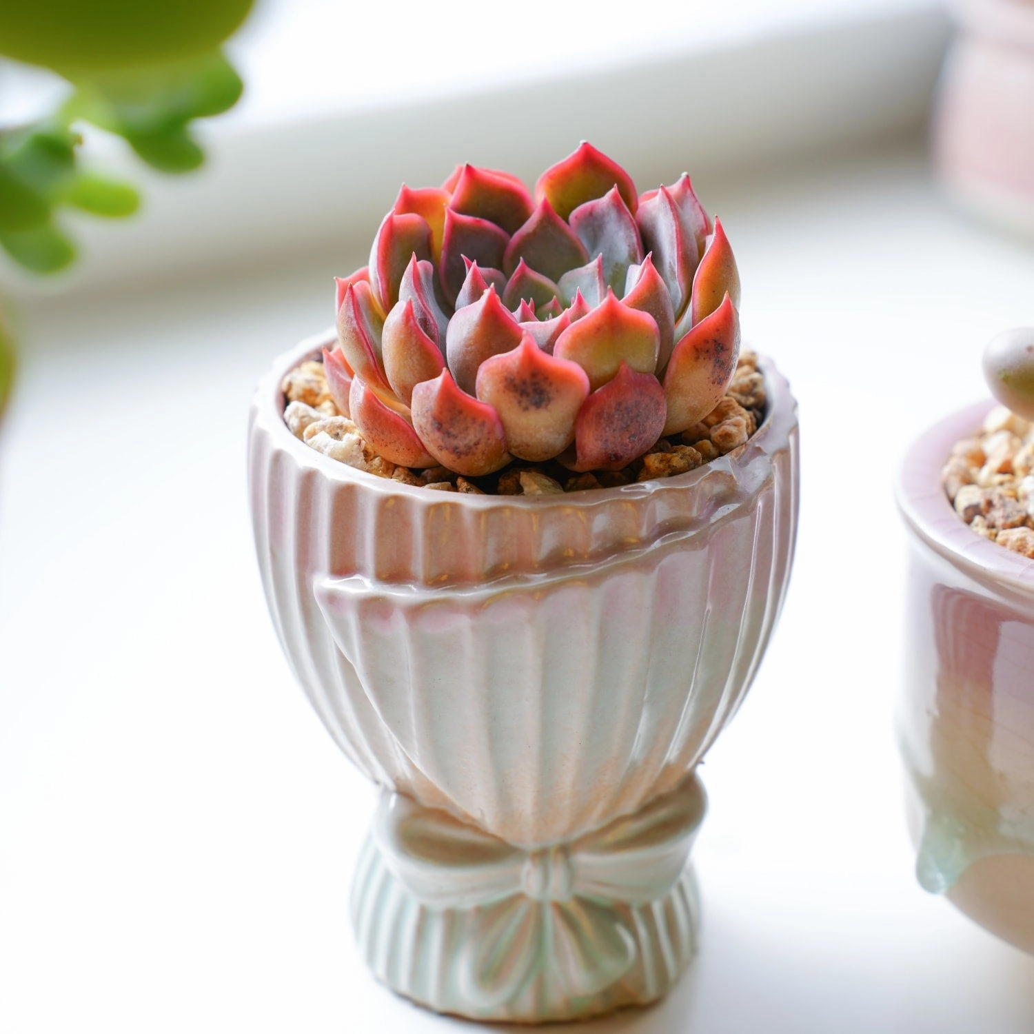 Echeveria 'Dark Ice'