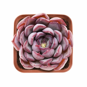 Echeveria 'Dark Ice' mini ornamental plant  