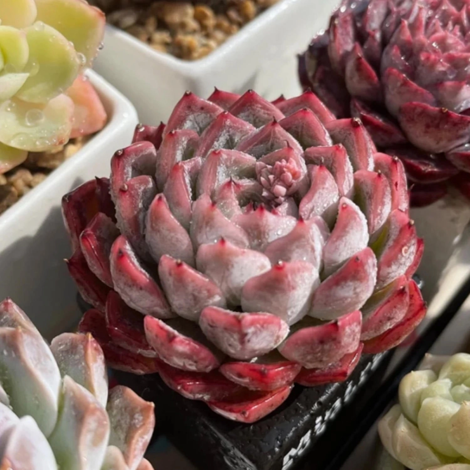 Echeveria 'Dongting'