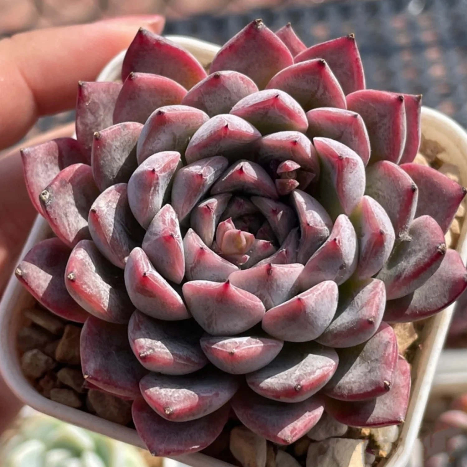 Echeveria 'Dongting'