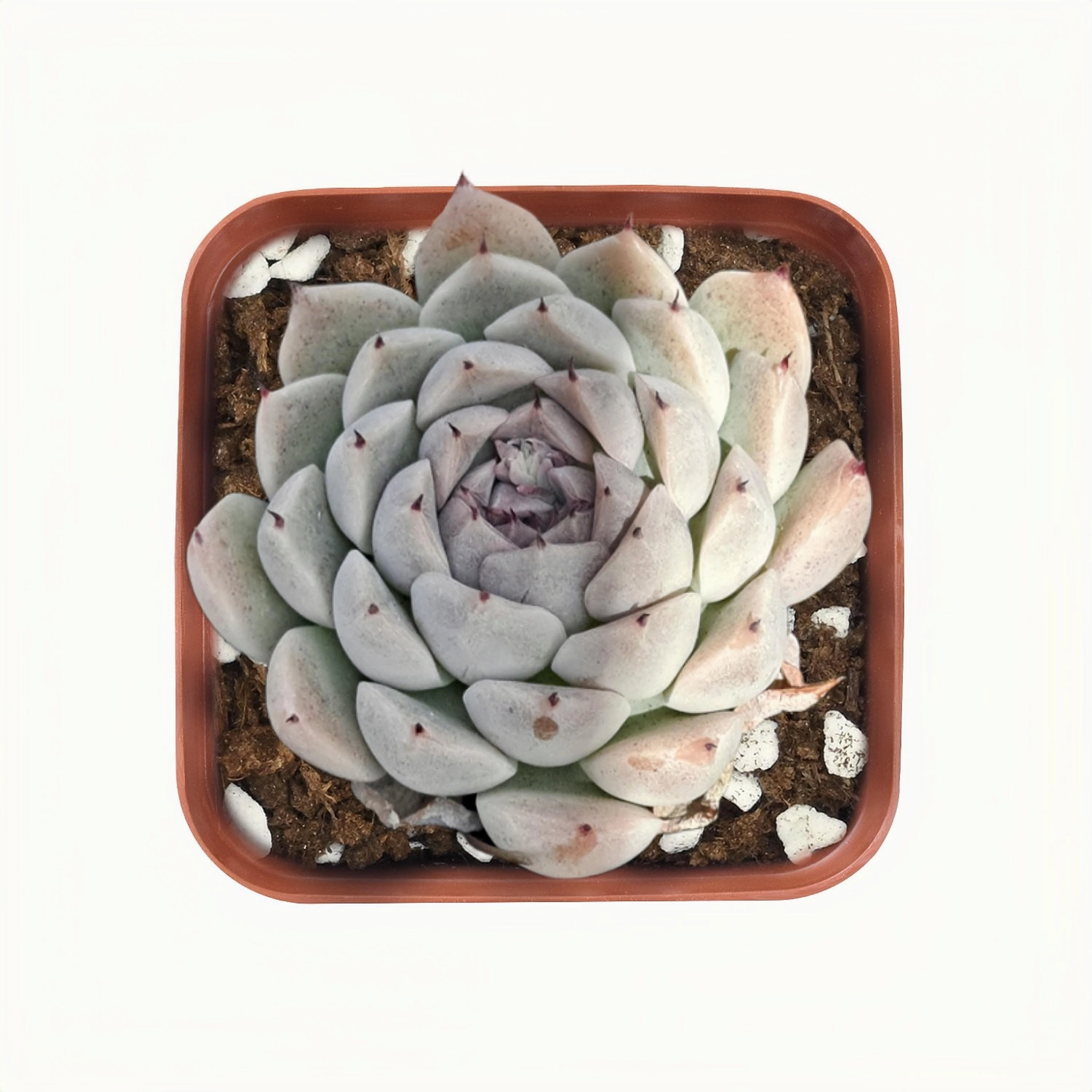 Echeveria 'Dongting' mini ornamental plant  