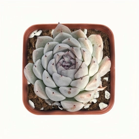Echeveria 'Dongting' mini ornamental plant  