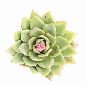 Echeveria 'German Champagne' (4 inch) mini ornamental plant  