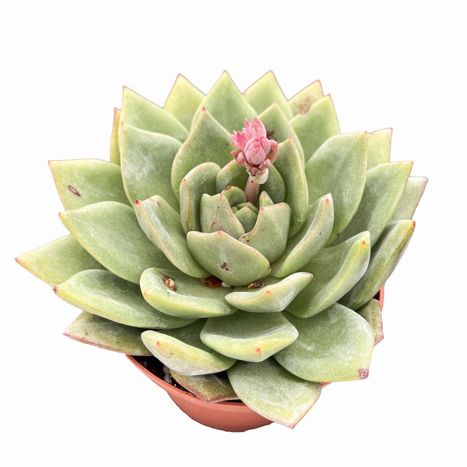 Echeveria 'German Champagne' (4 inch)
