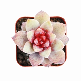 Echeveria 'German Champagne' (Rare) mini ornamental plant  
