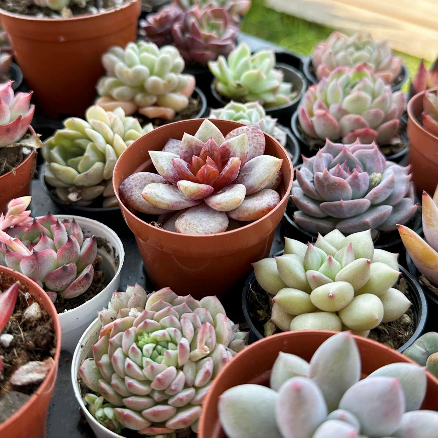 Echeveria 'German Champagne' (Rare)