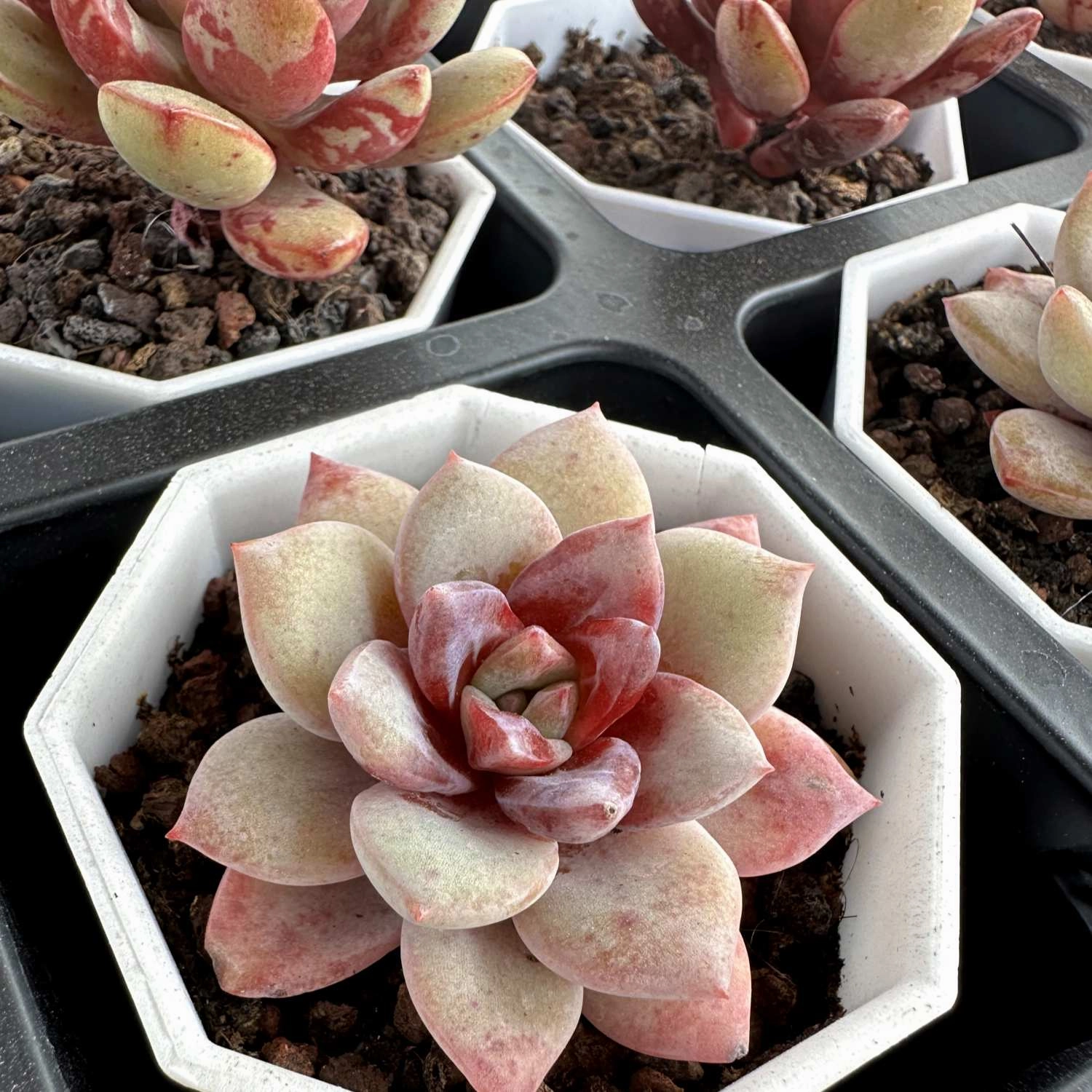 Echeveria 'German Champagne' (Rare)