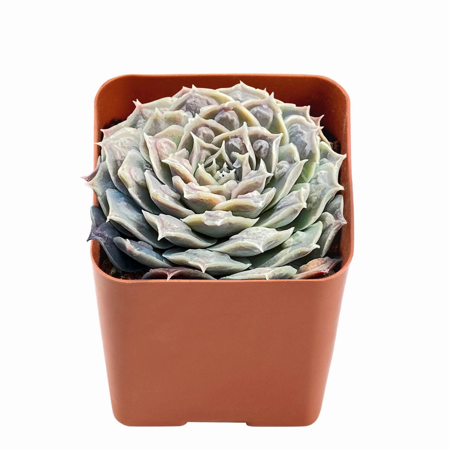 Echeveria 'Gilo Drops'