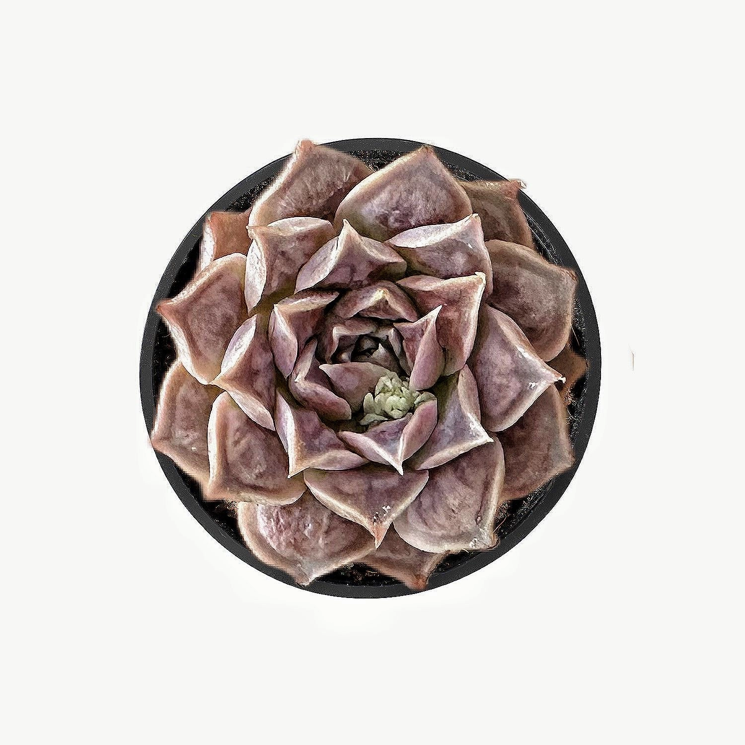 Echeveria 'Gilo Drops'