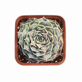 Echeveria 'Gilo Drops' mini ornamental plant  