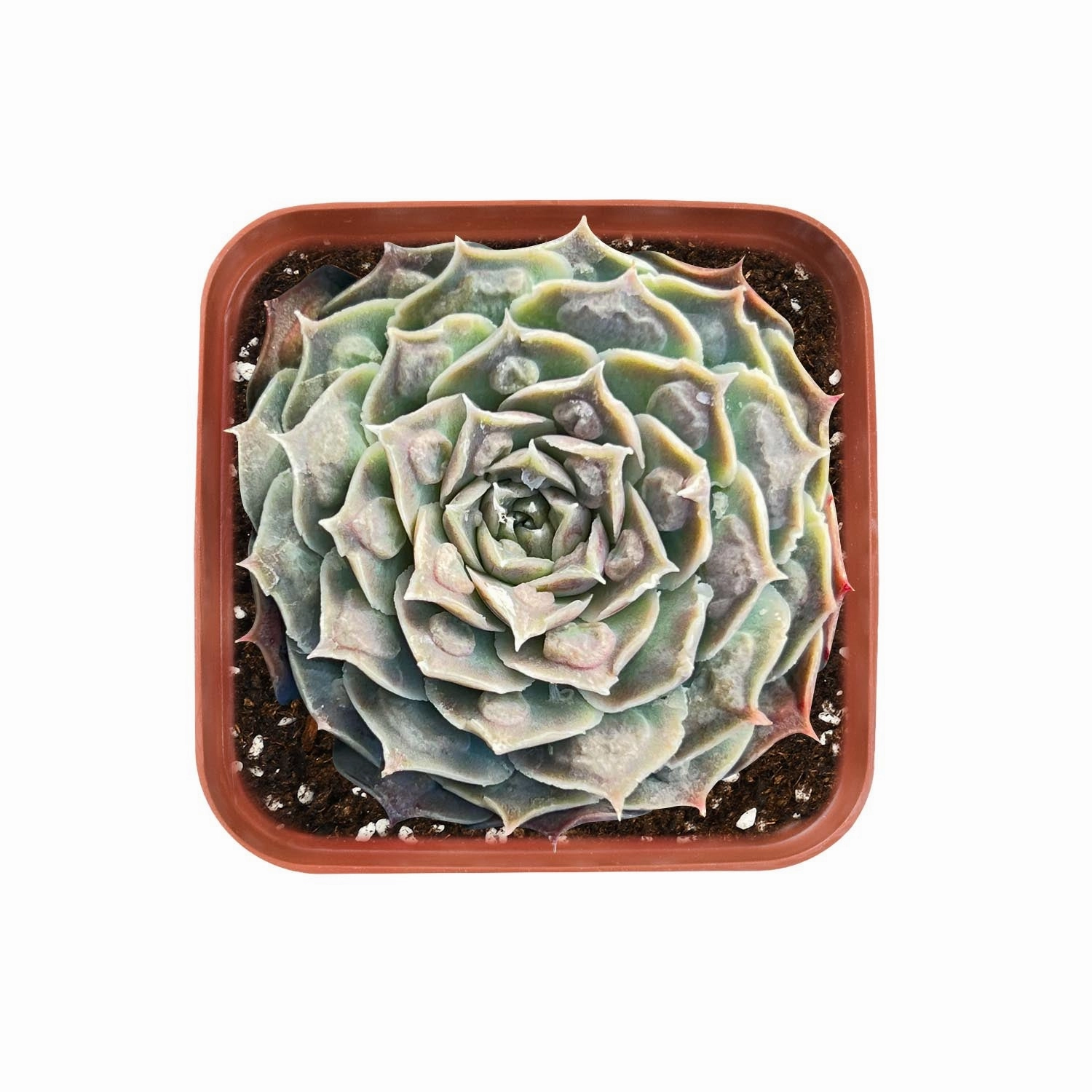 Echeveria 'Gilo Drops' mini ornamental plant  