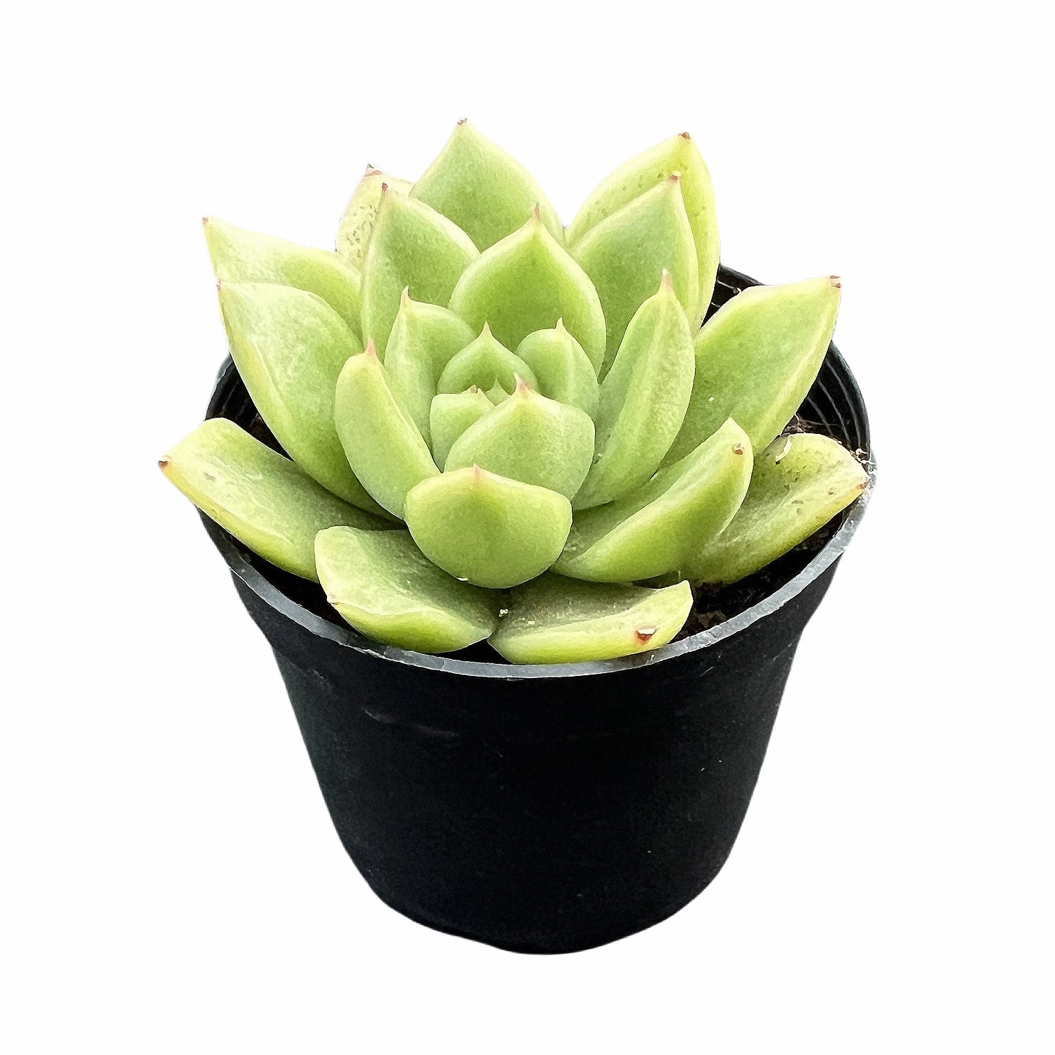 Echeveria 'Gilva'