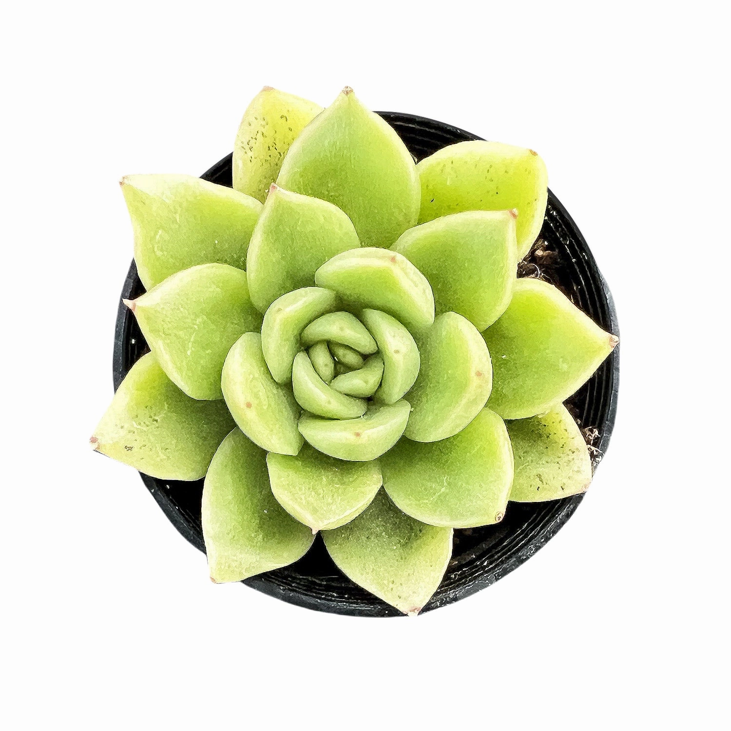 Echeveria 'Gilva' mini ornamental plant  
