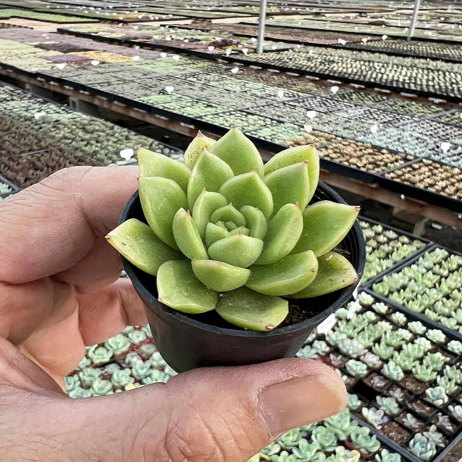Echeveria 'Gilva'