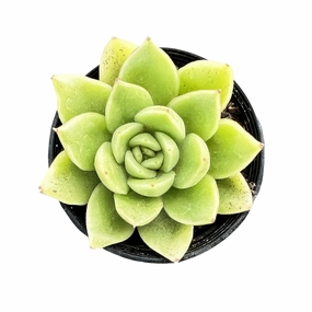 Echeveria 'Gilva' mini ornamental plant  