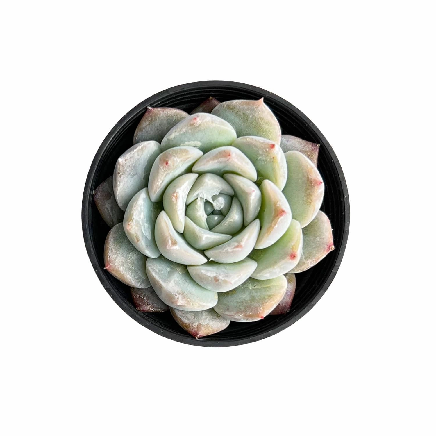 Echeveria 'Glass Bottle' mini ornamental plant  
