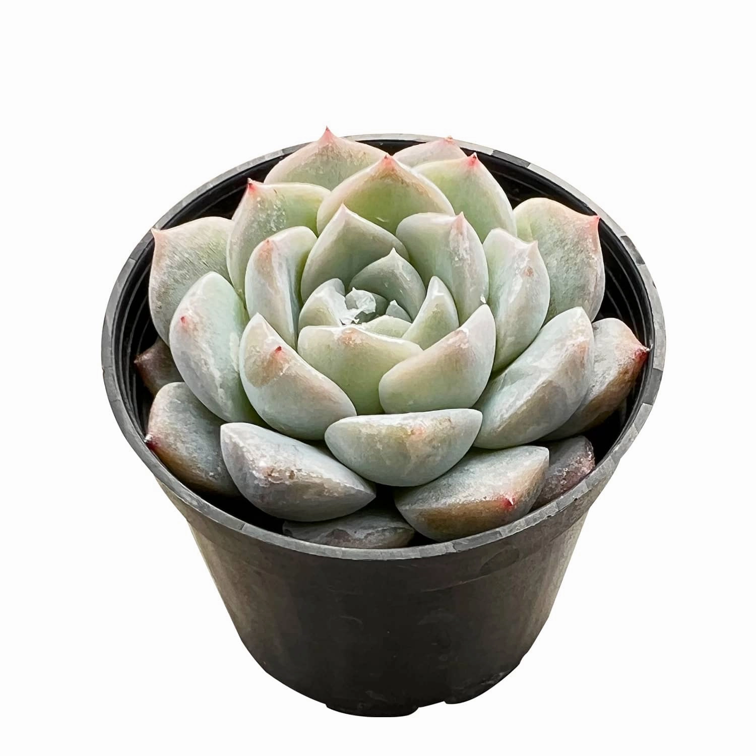 Echeveria 'Glass Bottle'