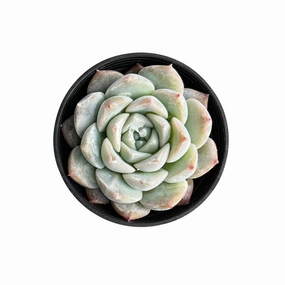 Echeveria 'Glass Bottle' mini ornamental plant  