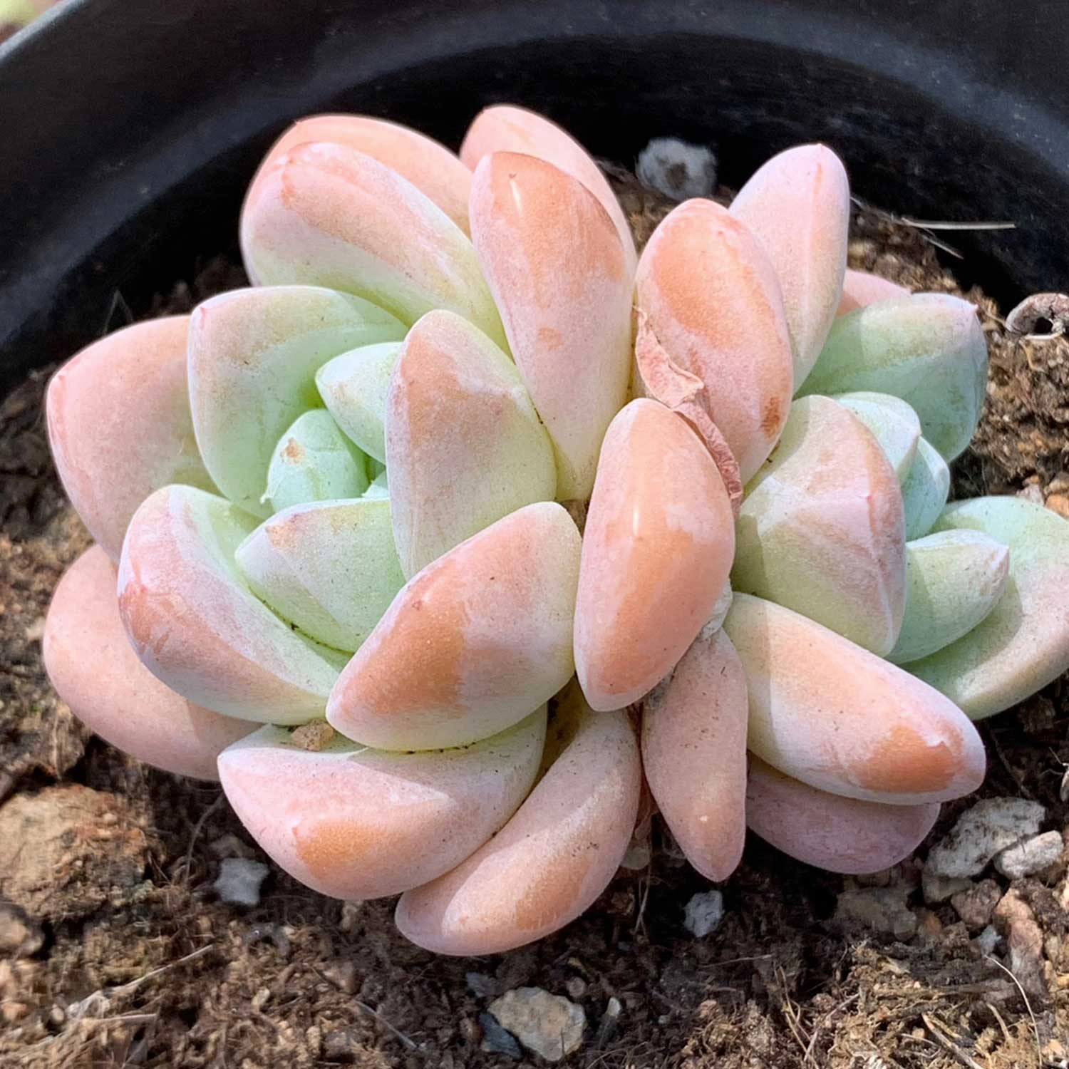 Echeveria 'Ice Green' (Rare)