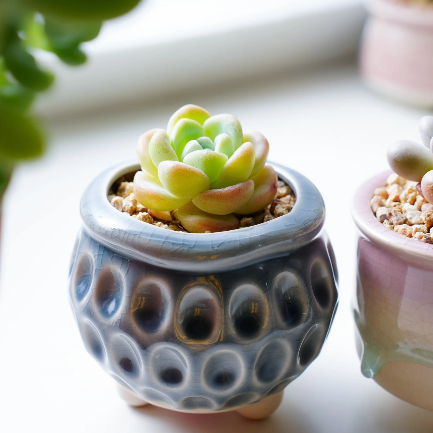 Echeveria 'Ice Green' (Rare)